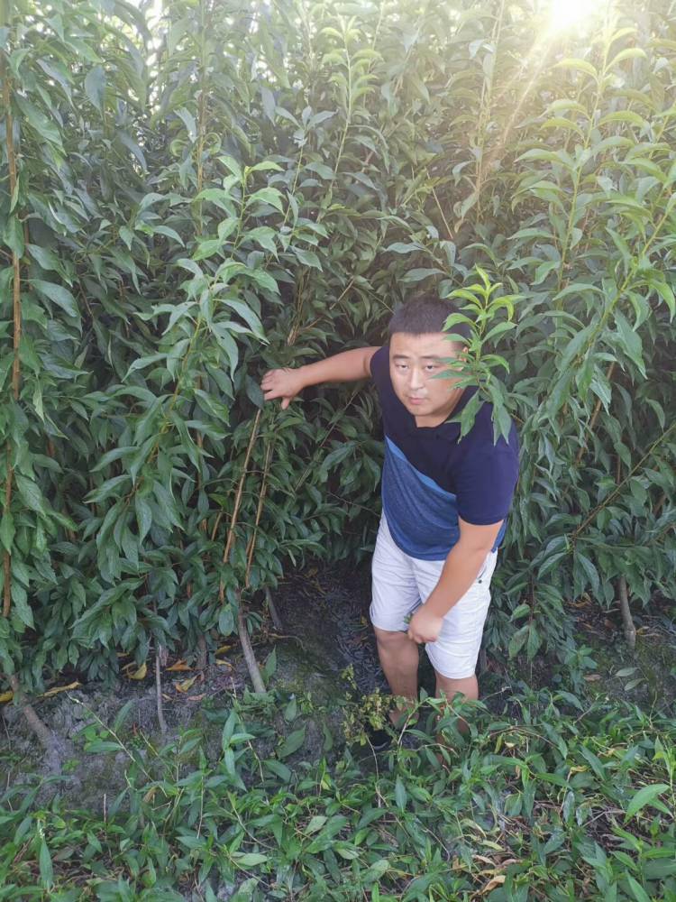 重庆青脆李子苗批发、重庆巴南青脆李子苗附件价格