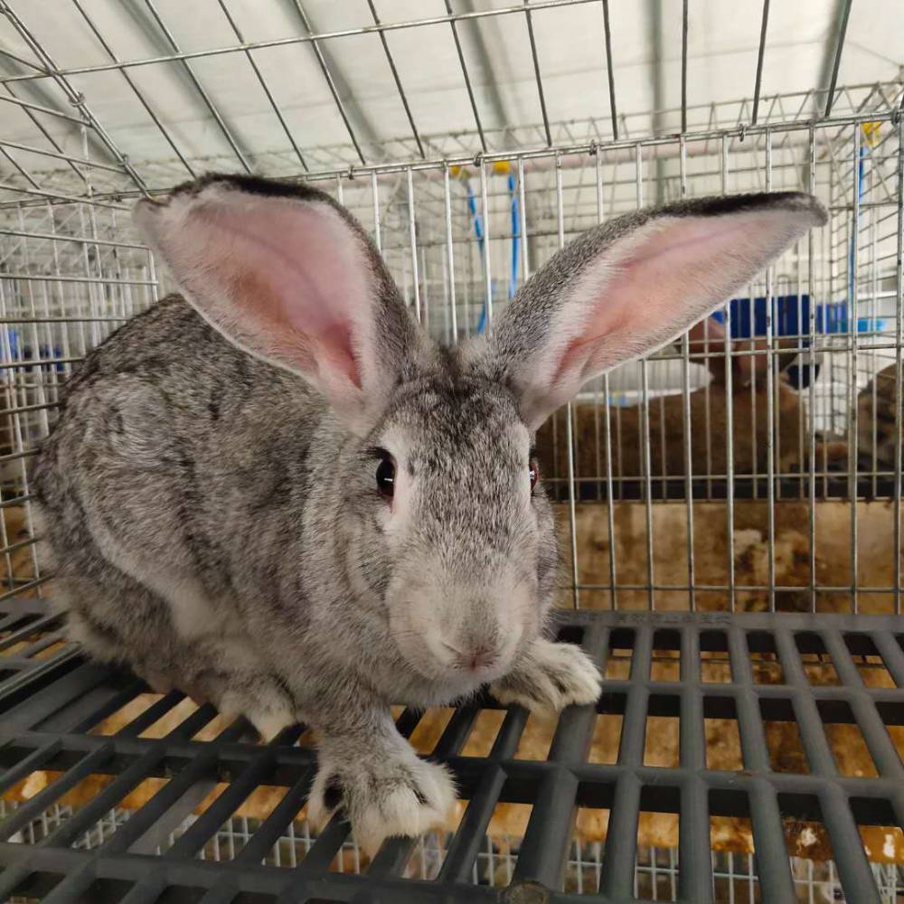 价格】山东济宁保定比利时种兔肉兔价格 - 嘉祥照路动物养殖家庭农场