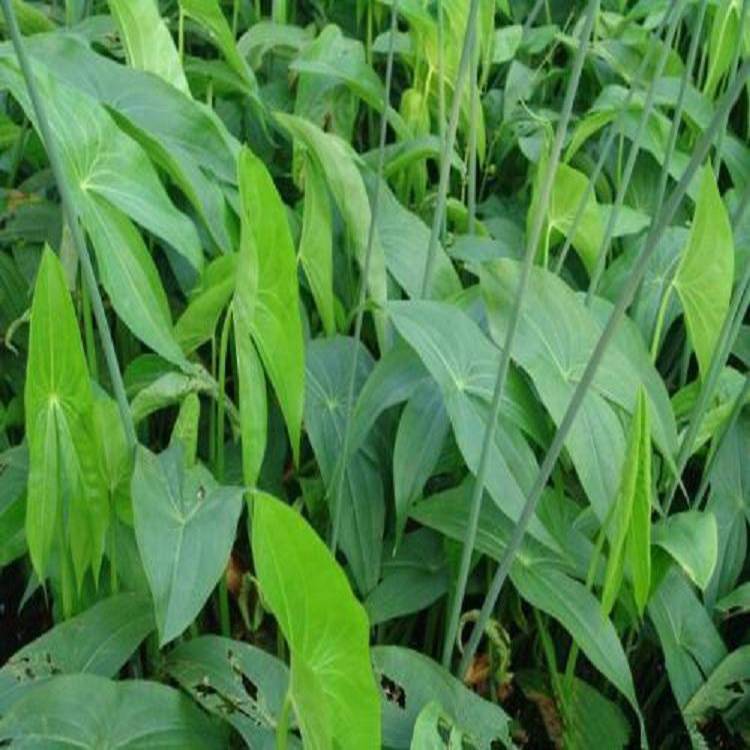 国庆节日松果菊花卉 松果菊点击询价 茗茜花卉 园林批发