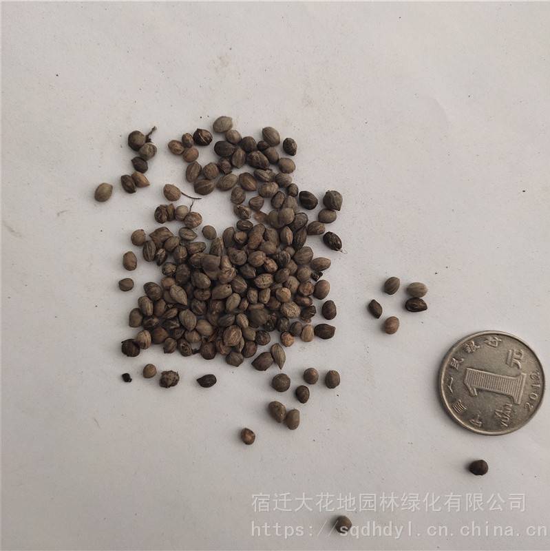 新采灌木种子红瑞木种子发芽率高价格便宜批发价