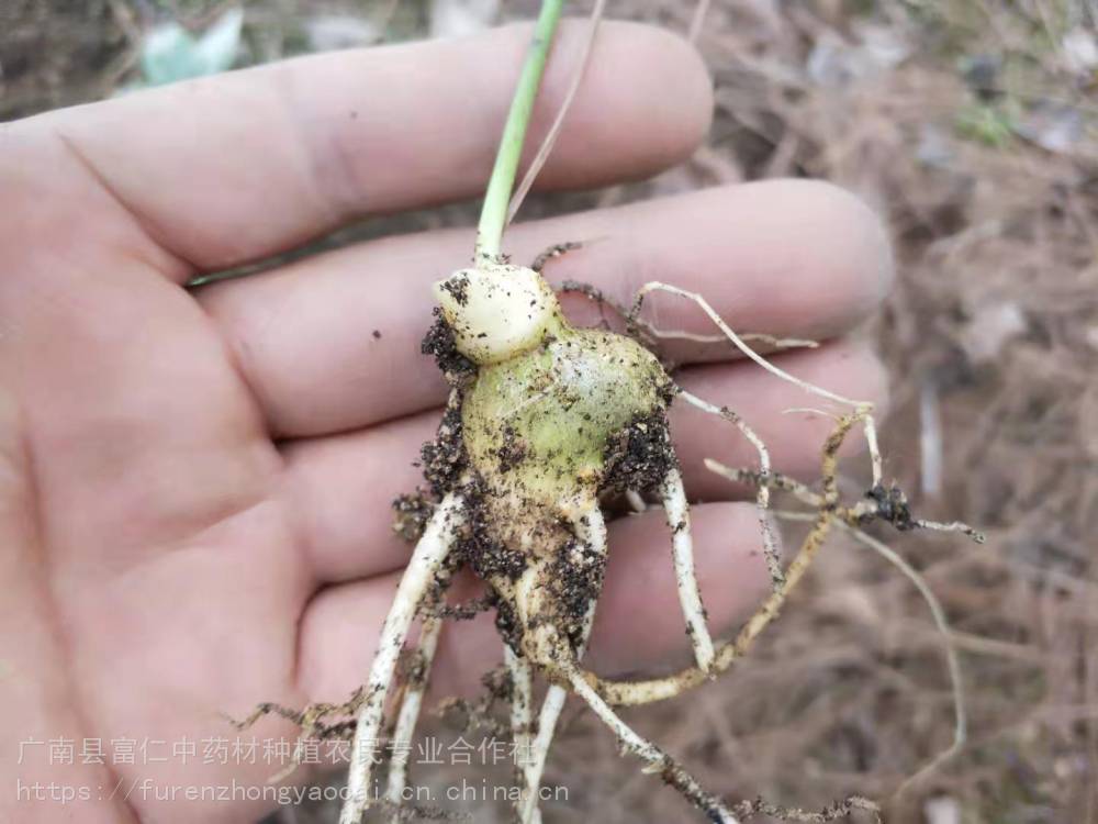 耐寒竹节参中药竹节参种子贵州竹节参种苗白三七价格