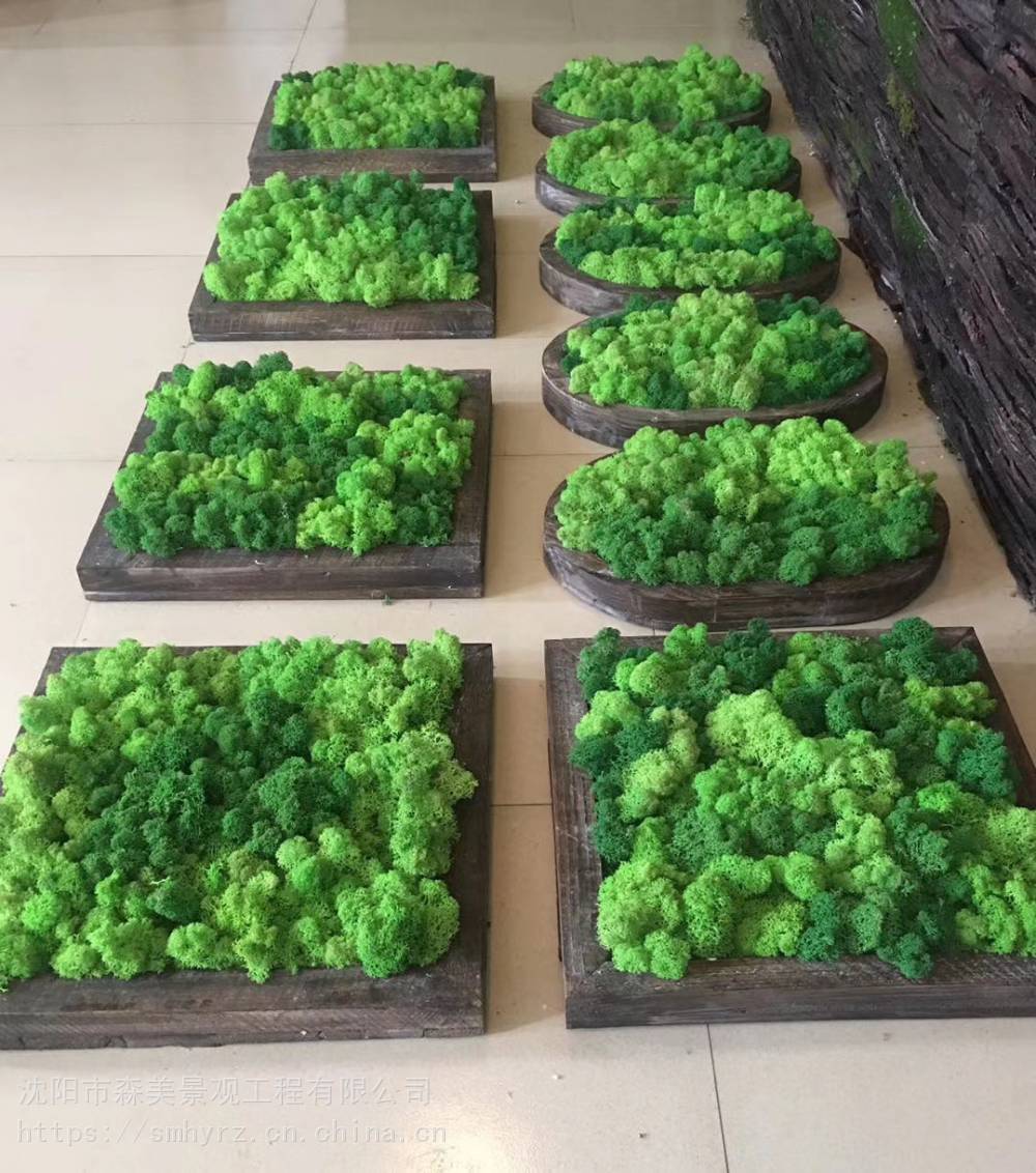 乌兰察布苔藓墙面苔藓批发森美景观
