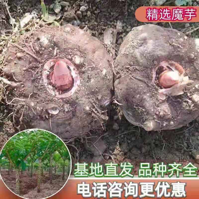 专车送货一代魔芋种植要求脱水比例高***消毒