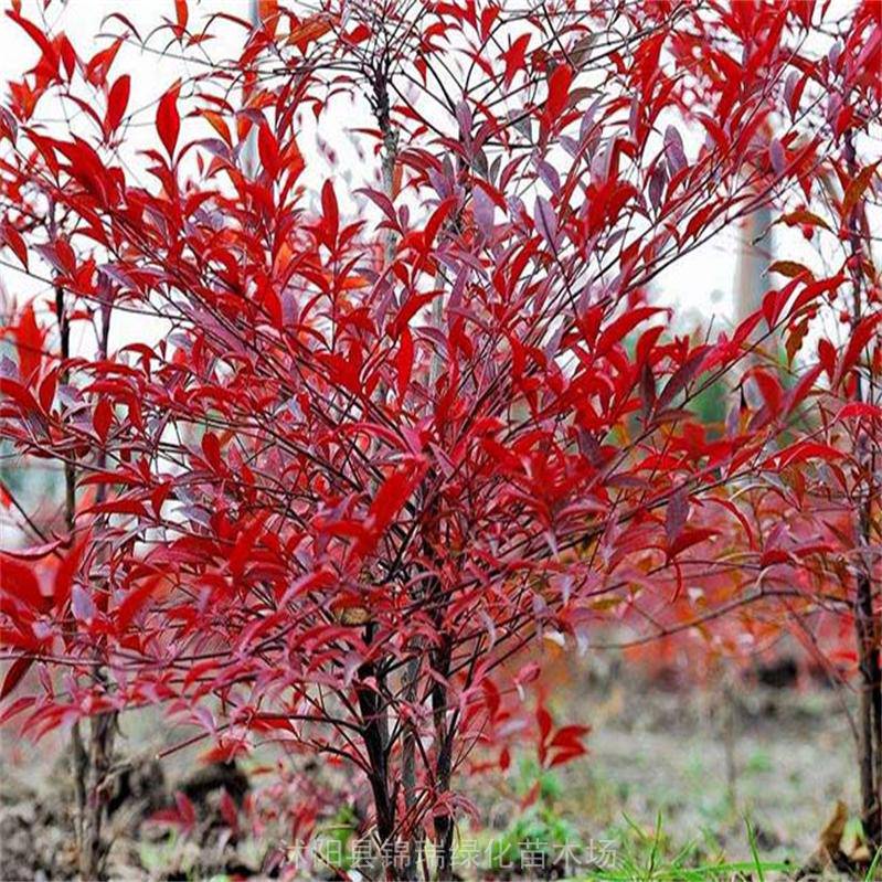 园林风景绿化丛生南天竹小苗作专类园花坛水边的配置