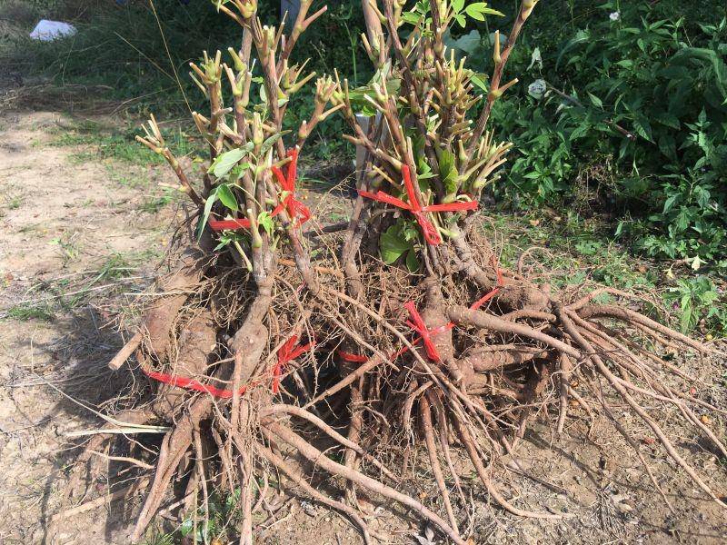 地栽牡丹 牡丹小苗批发 3年牡丹花苗 观赏牡丹 牡丹苗