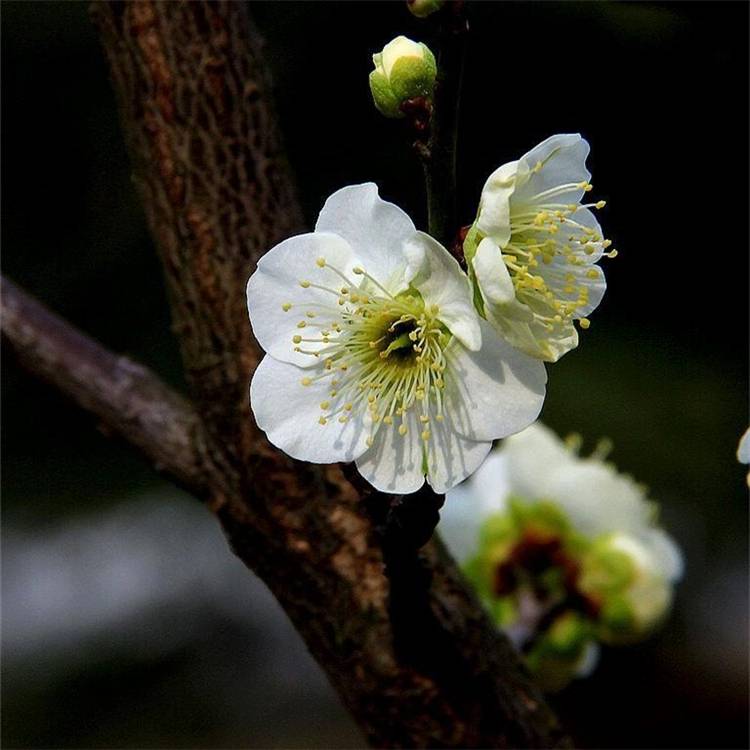 萼 耐寒绿萼梅树桩盆栽浓香绿萼梅花苗阳台庭院花卉植物室内外四季