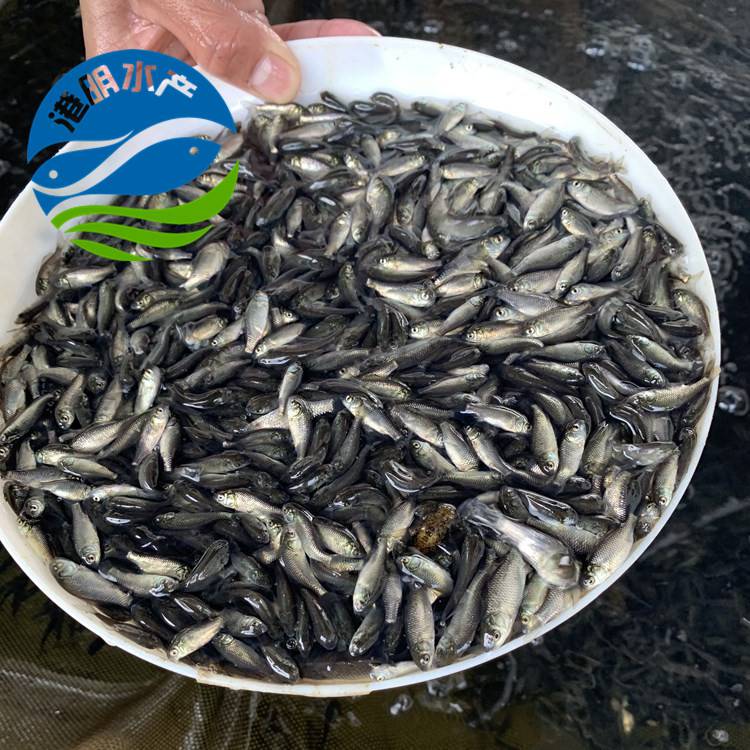 包含致富经鱼苗吃什么视频大全集_的词条