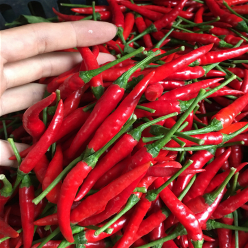 蓝天鲜椒烘干机鲜椒烘烤机烘干匀称