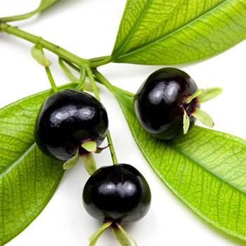 黑玫瑰巴西樱桃苗大叶甜樱桃南北方种植果树苗