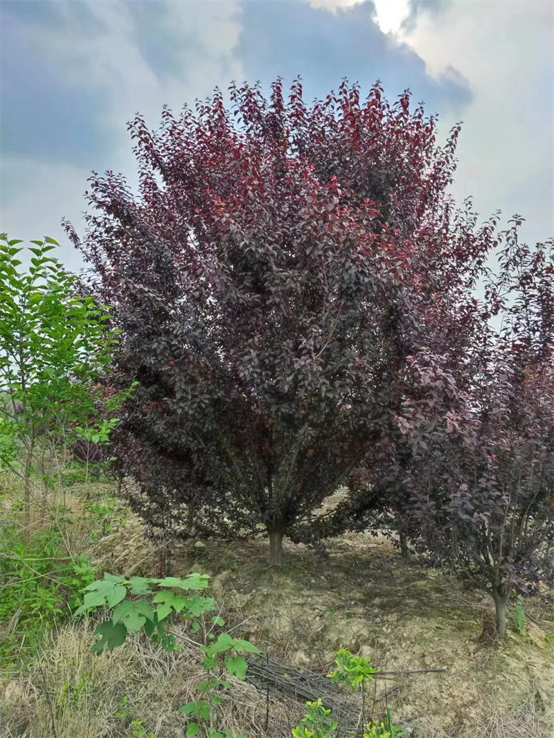 安徽宜景生态绿化工程红叶李公园庭院姿态优美骨架红叶李造型树