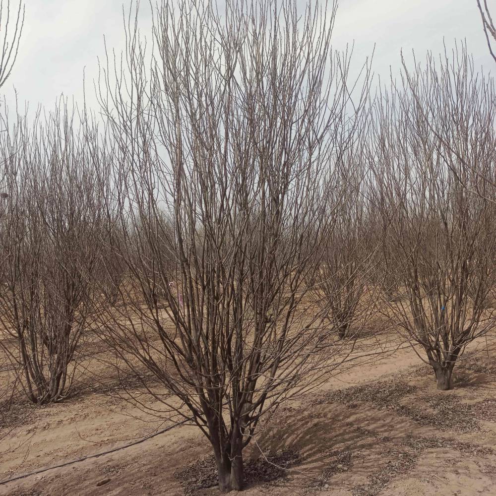 山东供应9米丛生紫叶李价格