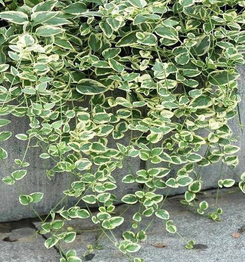 花叶蔓长春批发花叶蔓长春小苗花叶蔓长春出售