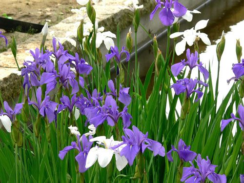 成都水生植物基地大量批发燕子花湿地绿化水体绿化