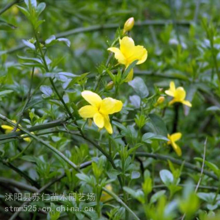 绿化小苗 迎春 1至2年生迎春花小苗多少钱一棵