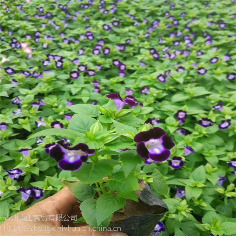 夏堇杯苗种植基地薰衣草花海建设常年生草花批发 价格 厂家 中国供应商