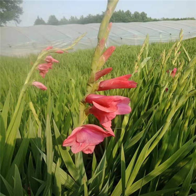 山东唐菖蒲价格唐菖蒲小苗价格茗茜水生植物种植基地