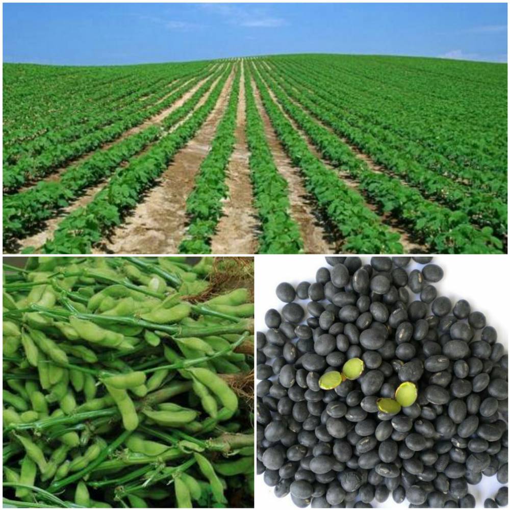 【黑豆作用 常食黑豆人不老】价格_厂家 - 中国供应商