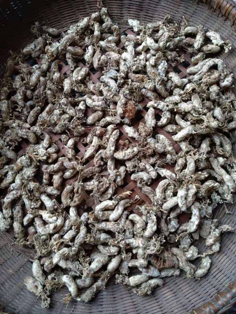 野生金蝉花野生金蝉花价格