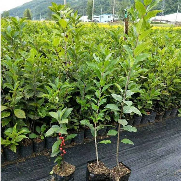 轮生冬青 美洲冬青 北美冬青批发 红果盆栽观赏苗 基地栽植-搜了网