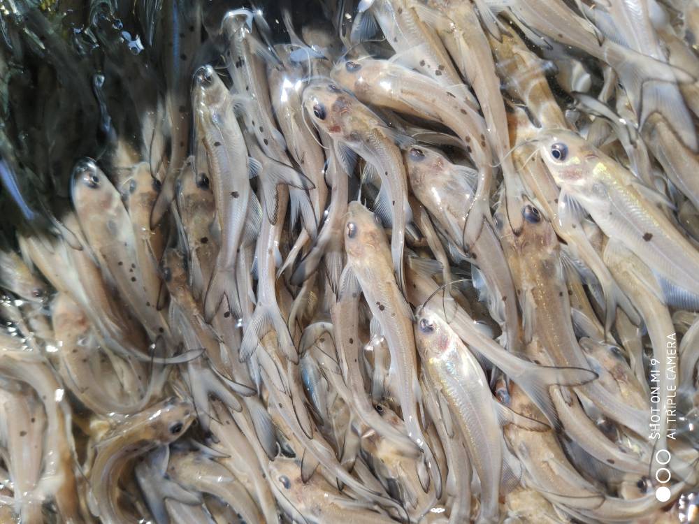 淡水叉尾鮰鱼苗 红叉尾鮰鱼苗 美国***叉尾鱼苗 广州渔场直发00全雄黄