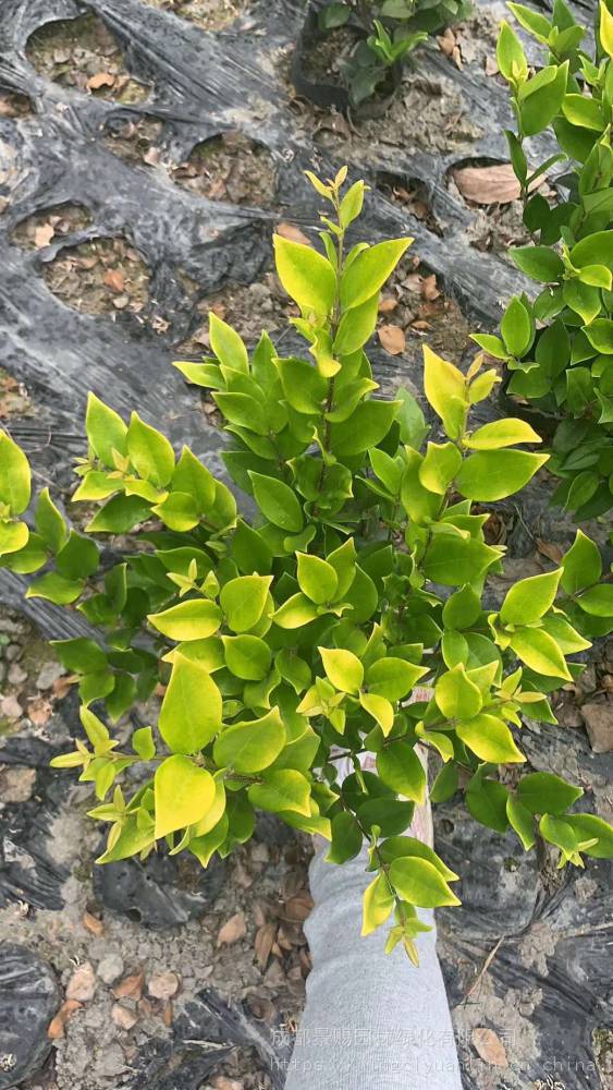 金森女贞叶片的色彩属于明度较高的金黄色,与红叶石楠搭配,便可以营造