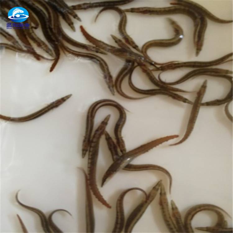 重庆钢鳅鱼苗辣稚鱼苗贵不贵供应石锥鱼苗