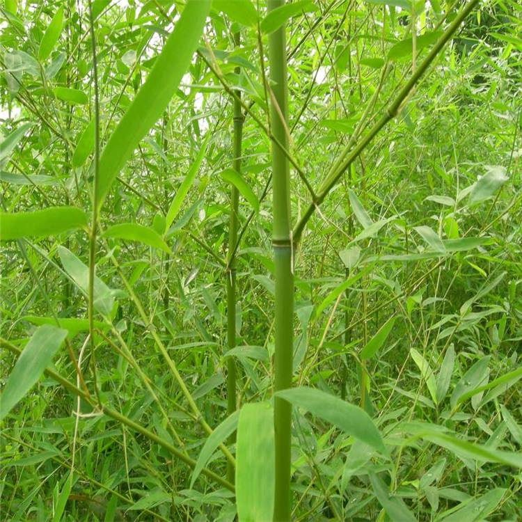 长期供应早园竹早园竹苗根系好颜值高品相好竹苗