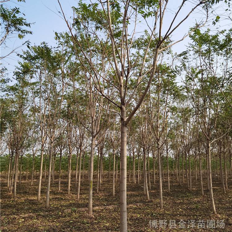 河北臭椿树-诚信经商-园林观赏