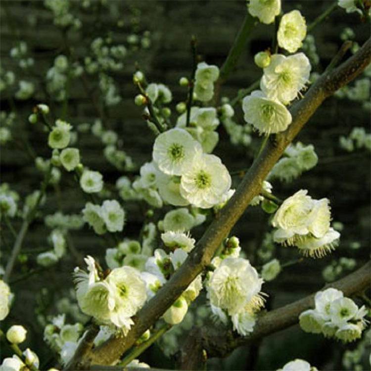耐寒绿萼梅树桩盆栽浓香绿萼梅花苗阳台庭院花卉植物室内外四季
