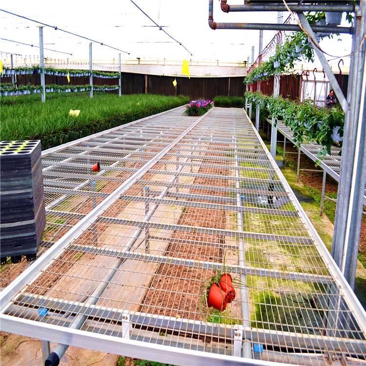 寒地水稻苗床育鹅苗床辣椒苗床批发商