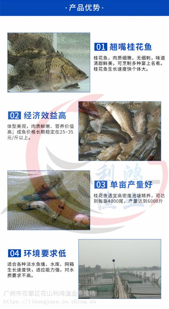 鱼苗 桂花鱼苗鳜鱼苗翘嘴桂花鱼桂鱼苗批发利鸿渔业包活发货 价格 厂家 中国供应商