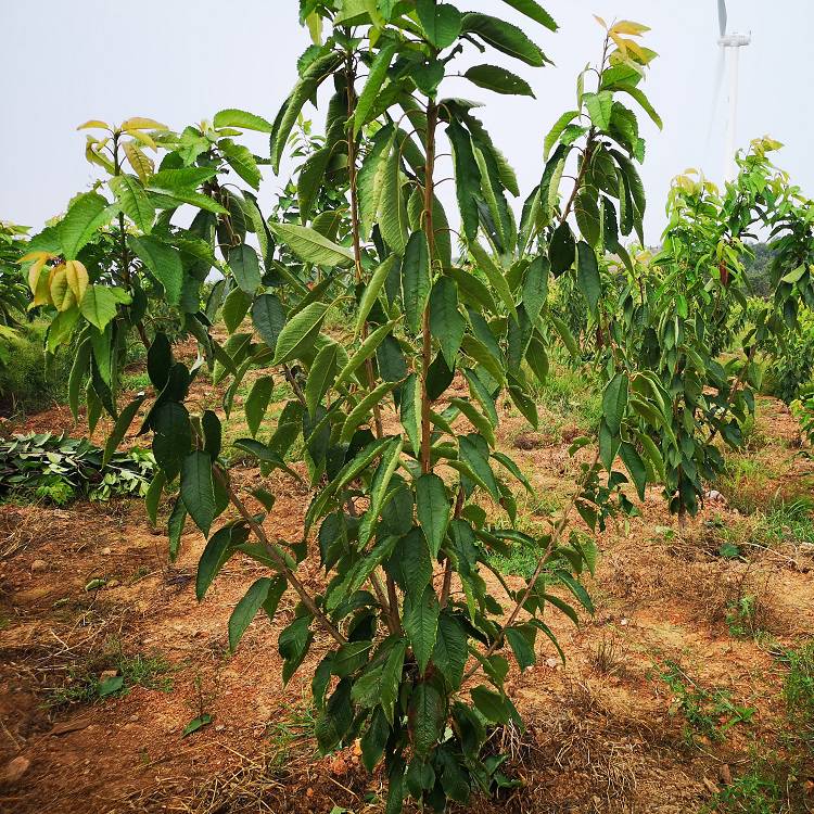 车厘子苗耐寒车厘子树苗辽宁车厘子苗价格