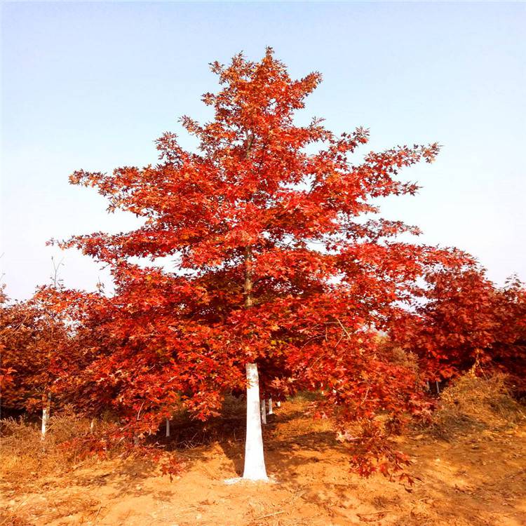 供应北美红橡树新品种欧洲红栎红橡树小苗变色好生长快价格便宜