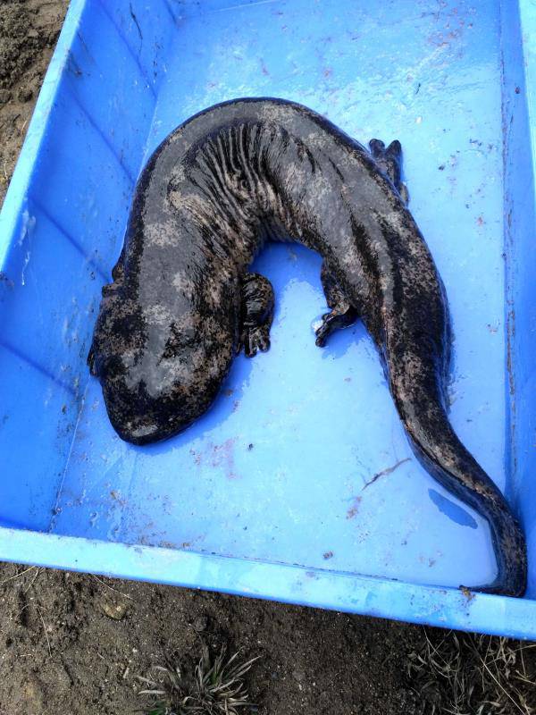 贵州娃娃鱼养殖基地人工饲养娃娃鱼价格