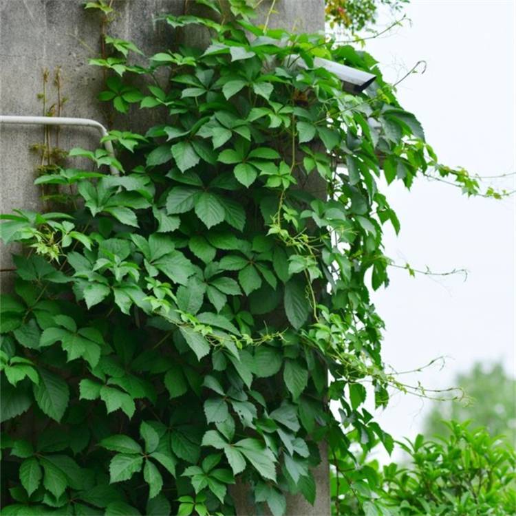 供应五叶地锦遮阳降温爬藤墙体垂直绿化爬山虎