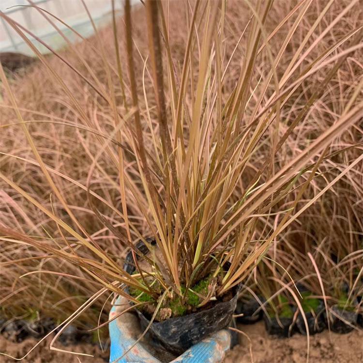 苗圃出售棕叶苔草园林花坛花镜绿化景观用草棕红苔草