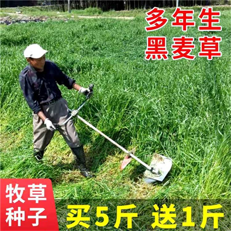 内蒙古呼伦贝尔常青花卉种籽销售热线批发红三叶草种籽