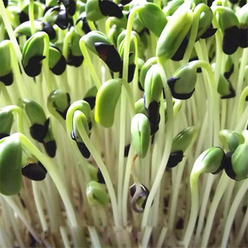 黑豆种子科学种植方法