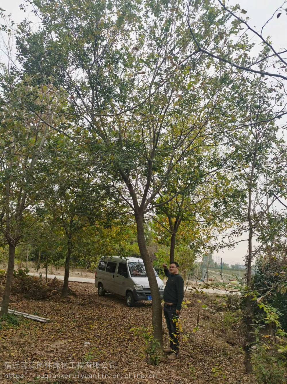 18公分乌桕树_池塘边12-13公分抗风乌桕树苗批发 - 宿迁可蕊园林绿化