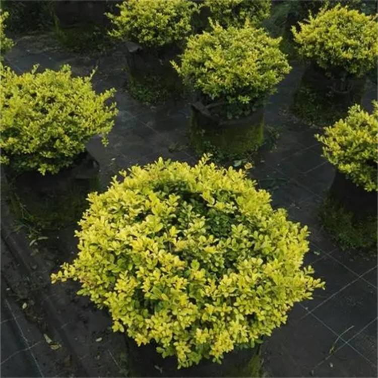 苗圃基地批发金宝石冬青广场小区屋顶花园道路校园园林工程绿化苗