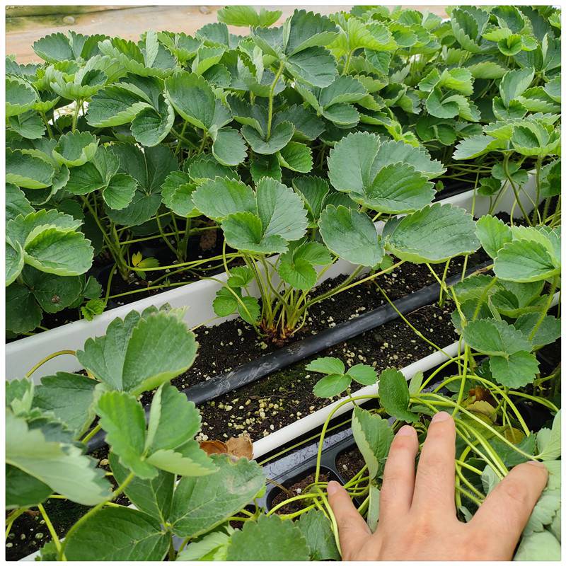 妙香草莓苗价格妙香3号妙香7号草莓苗批发适合大棚种植