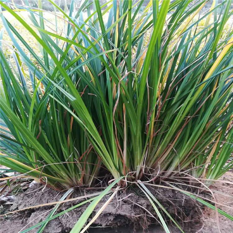 青綠苔草價格嶗峪苔草價格茗茜觀賞草種植基地