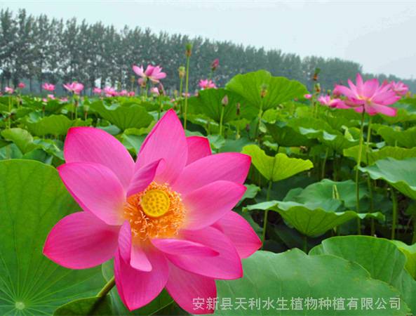 天利水生花卉培育基地，景观工程荷花苗，荷花苗种植基地