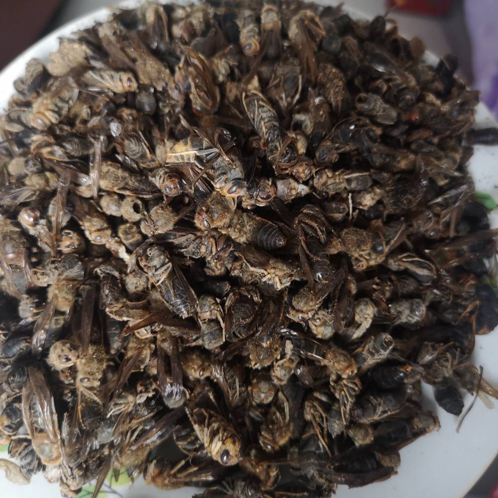 野生黄蜂中药黄蜂价格黄蜂的功效