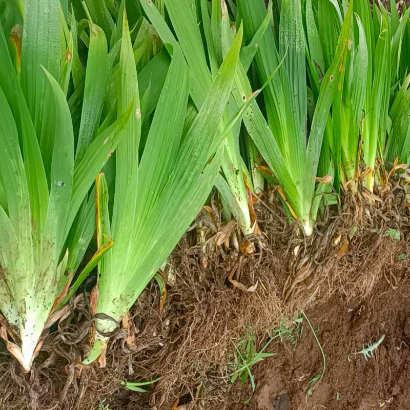 鸢尾花价格绿化1至2年苗鸢尾花的市场苗木行情