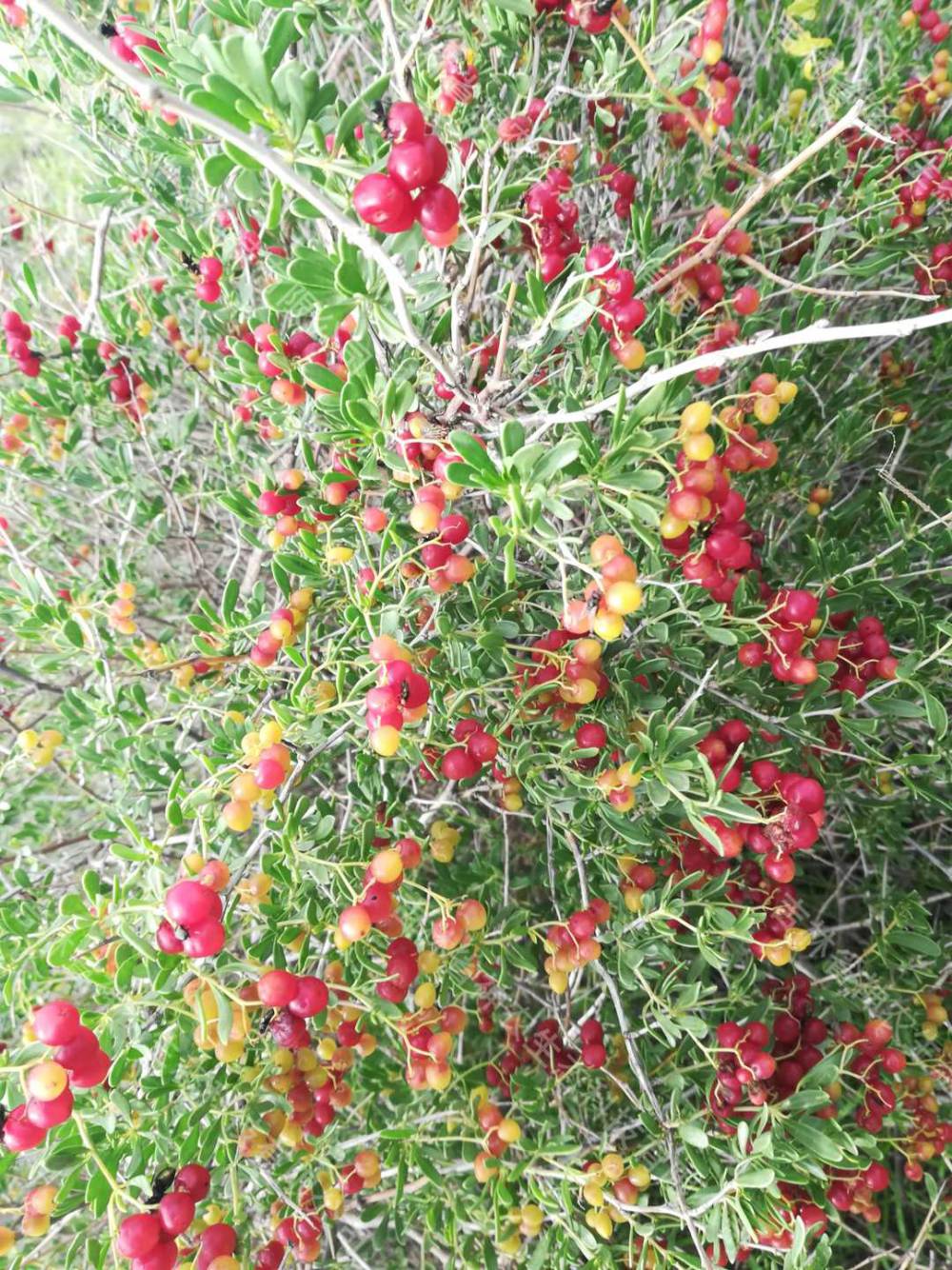 大量批发2年生白刺苗子吉林白刺种子供应商供应40厘米高白刺苗子