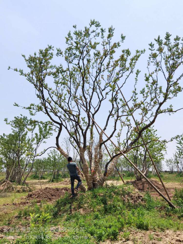 丛生乌桕14公分乌桕单杆丛生乌桕树供货商家