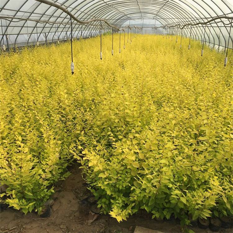 出售金叶榆篱绿篱色块苗木庭院公园工程行道风景绿化苗木