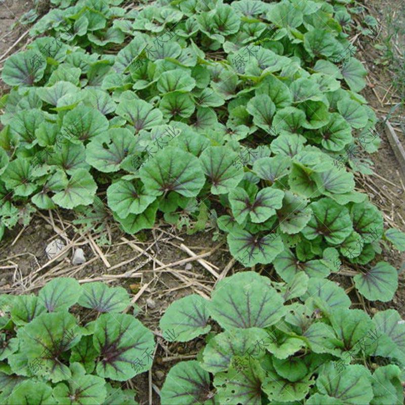 冬寒菜种子耐寒蔬菜冬葵四季蔬菜种子山东野菜多次采栽