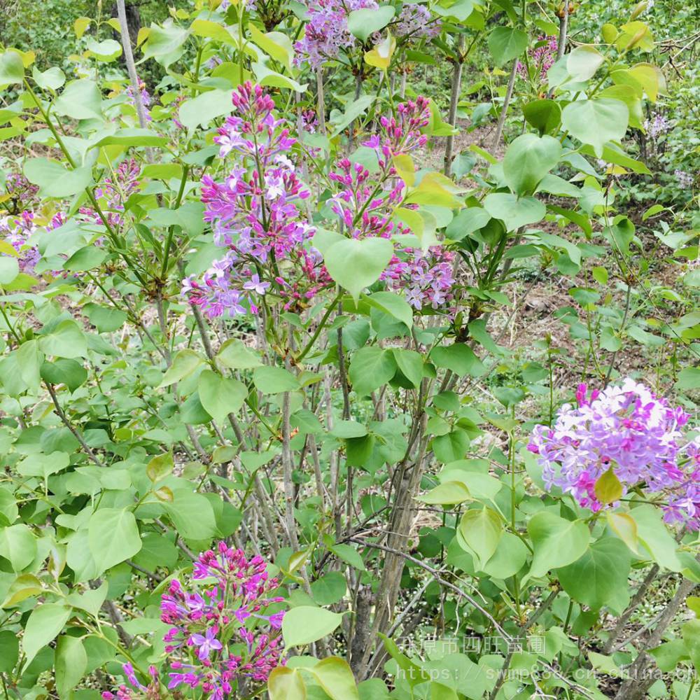 东北辽宁紫丁香四季丁香小叶丁香红丁香大苗小苗